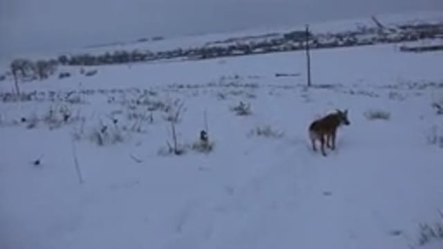 ARVADA COLORADO-2015: Dog Romping Through The Snow Notices Something That