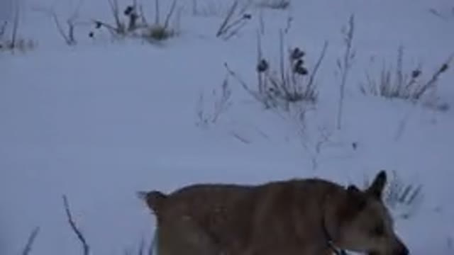 ARVADA COLORADO-2015: A Dog Walking in the Snow and Looking Excited