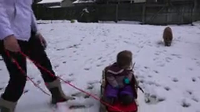 WESTMINSATER COLORADO-2016: Little Girl On Sleigh Being Pulled By Mom