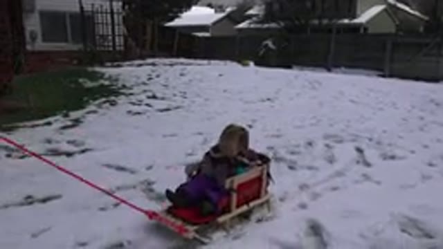 WESTMINSATER COLORADO-2016: Little Girl Toddler Thrills At Being Pulled Through Snow