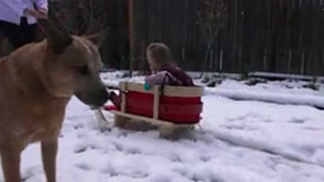 WESTMINSATER COLORADO-2016: Child Pulled on Sled with Wandering Dog