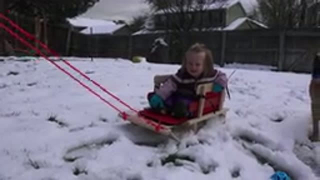 WESTMINSATER COLORADO-2016: Little Girl Gets On Sledge For The First Time And