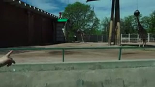 WESTMINSTER COLORADO-2016: Giraffes Are Animals With Interesting Behavior Even