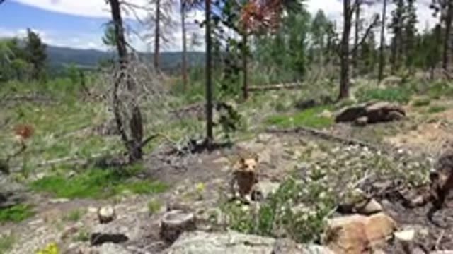 WESTMINSTER COLORADO-2016: Dog Running Through Woods To Bring Owner A Stick