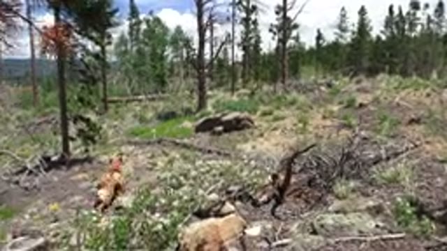 WESTMINSTER COLORADO-2016: Corgi Running Energetically In Woodland To Catch