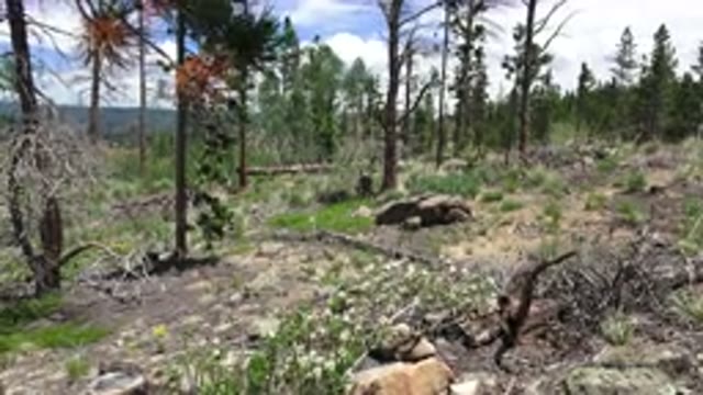 WESTMINSTER COLORADO-2016: Green Trees Blue Sky And Brown Rocks On A Clear Sunny Day