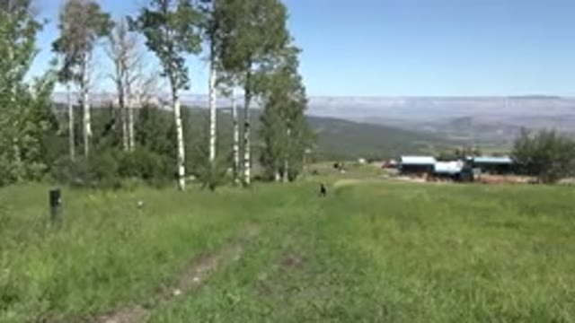 MESA COLORADO-2016: Landscape Of Green Grassy Field Lined With Birch Trees On