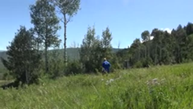 MESA COLORADO-2016: Man Walking In The Forest And In The Green Scrub Near The