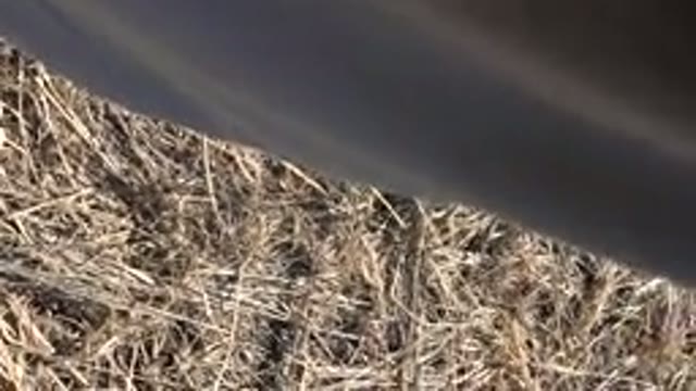 MESA COLORADO-2016: Grass Soil Terrain Shirt Below Head Off Close Up Vision