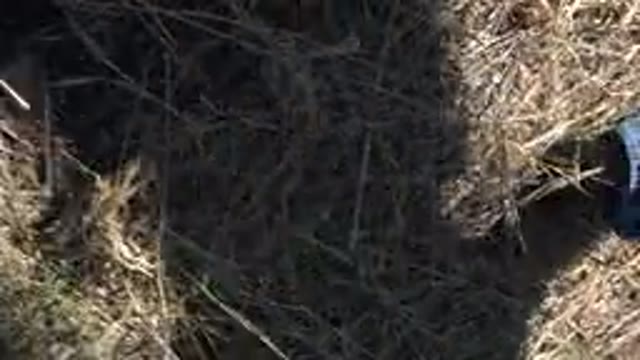 MESA COLORADO-2016: People Hiking On A Trail In The Forest With Camera Pointed
