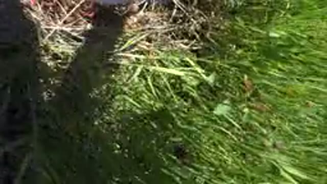 MESA COLORADO-2016: Man Filmed Himself in High Grass Wanting to Explore
