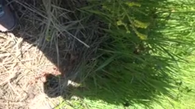 MESA COLORADO-2016: A Camera Being Dragged Along By A Person