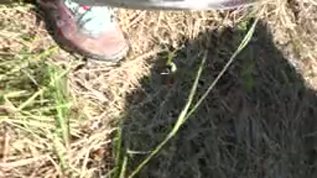 MESA COLORADO-2016: High Angle Trekking Through Grass And Brush On A Sunny