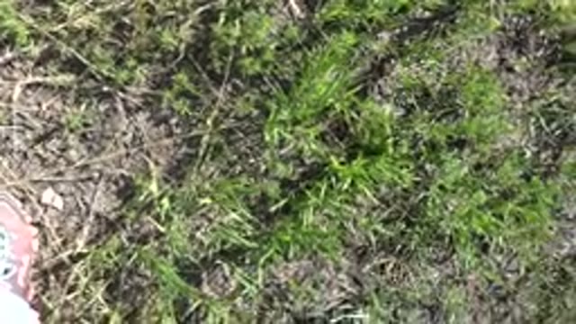 MESA COLORADO-2016: Man Filming Grass in Open Natural Environment