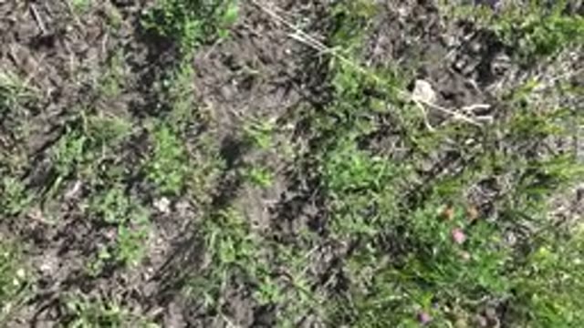 MESA COLORADO-2016: Looking At The Grass Camera With Piece Of Foot Captured