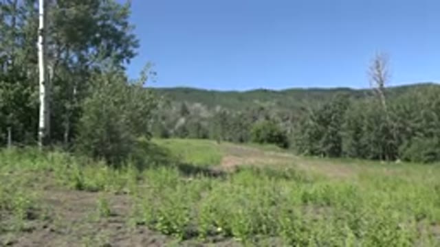 MESA COLORADO-2016: Beautiful Natural Open Woods
