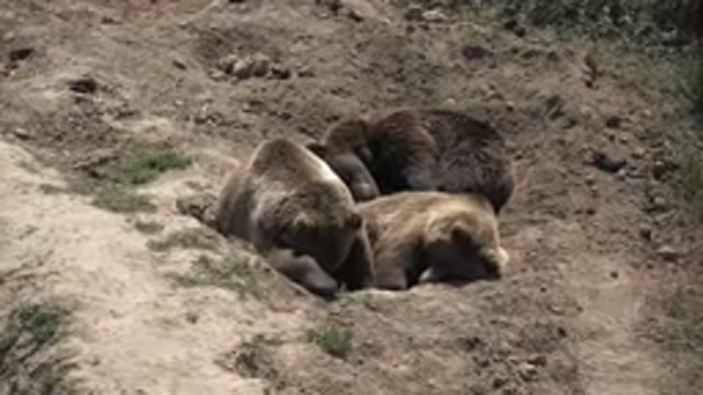 KEENESBURG COLORADO-2016: Sleepy Bear Cubs Nestled Together