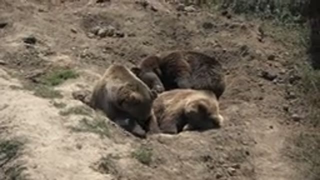 KEENESBURG COLORADO-2016: Baby Bear Cub Resting in the Dirt Filming Wildlife