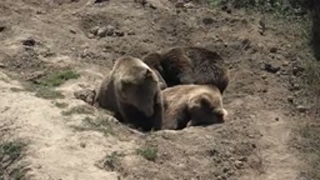 KEENESBURG COLORADO-2016: Family Of Bears Sleeping And Getting Comfortable In A
