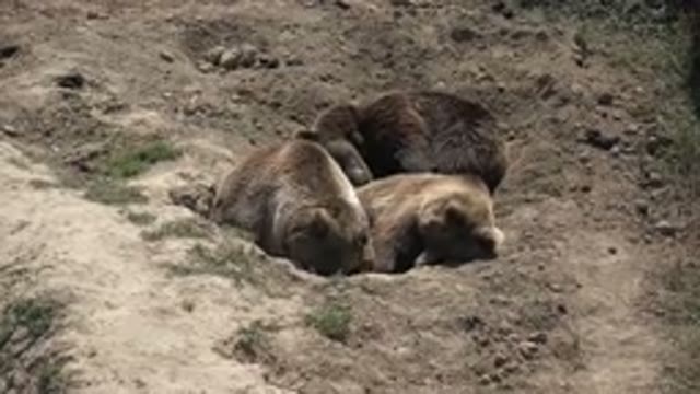 KEENESBURG COLORADO-2016: Bear Cub Digging a Hole and Sleeping in the Woods