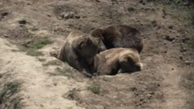 KEENESBURG COLORADO-2016: Three Brown Bears And A Big Hole In The Ground