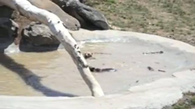 KEENESBURG COLORADO-2016: Dogs Swimming in a Rocky Pond