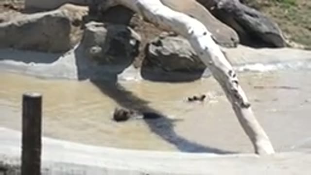 KEENESBURG COLORADO-2016: Bears In A Zoo Enjoying A Little Dip In A Muddy Pond