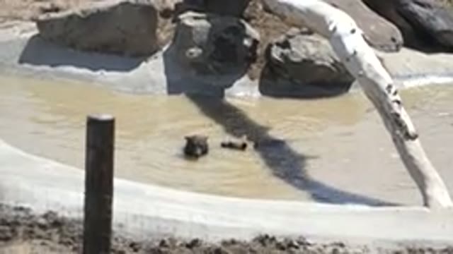 KEENESBURG COLORADO-2016: Two Brown Bears Swim in Canal in Enclosure