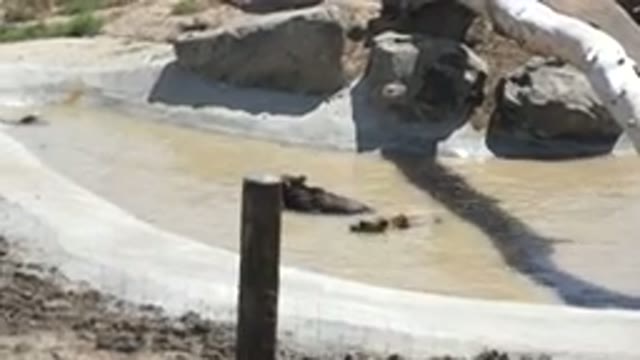 KEENESBURG COLORADO-2016: Some Hippopotamus Immersed In Water At Artificial Lake