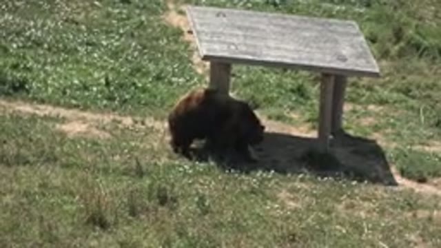 KEENESBURG COLORADO-2016: Bear Scratching Himself Against Tan Post Near Solar Panel