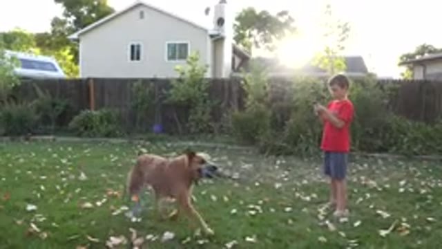 WESTMINSTER COLORADO-2016: Man, Boy, and Dog Standing in Backyard