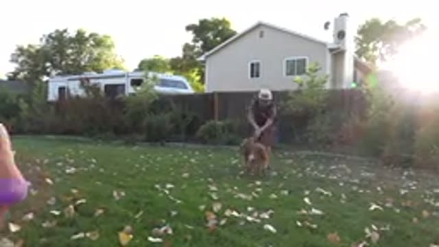 WESTMINSTER COLORADO-2016: Boy Wearing Black Shirt Wrestles With Brown Dog On A