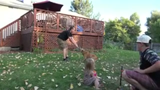 WESTMINSTER COLORADO-2016: Dog Playfully Passes a Point in Outdoor Scene