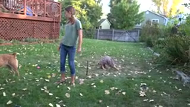 WESTMINSTER COLORADO-2016: Little Girl Doing A Somersault In A Backyard