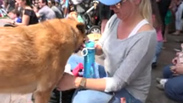 GRAND JUNCTION COLORADO-2017: Woman Wearing Blue Hat Gives Brown Dog Water On A