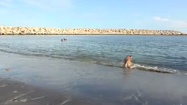GRAND JUNCTION COLORADO-2017: Light Brown Dog Plays And Runs In Shallow Waves On
