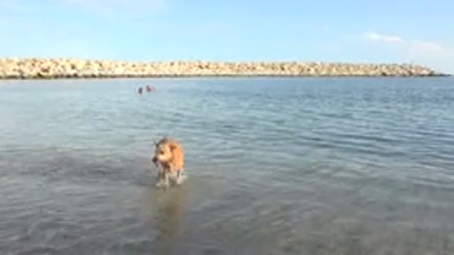 GRAND JUNCTION COLORADO-2017: Pet Dog Enjoying Himself In The Water On The Shore