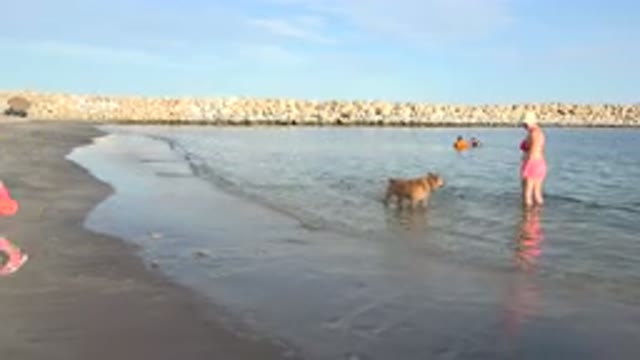 GRAND JUNCTION COLORADO-2017: People On A Beach A Child A Woman A Dog And Two