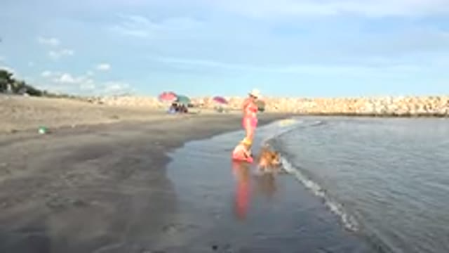 GRAND JUNCTION COLORADO-2017: Brown Dog Startled By Ocean Water On A Clear Day