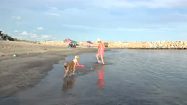 GRAND JUNCTION COLORADO-2017: Brown Dog Walking On Beach On A Clear Day