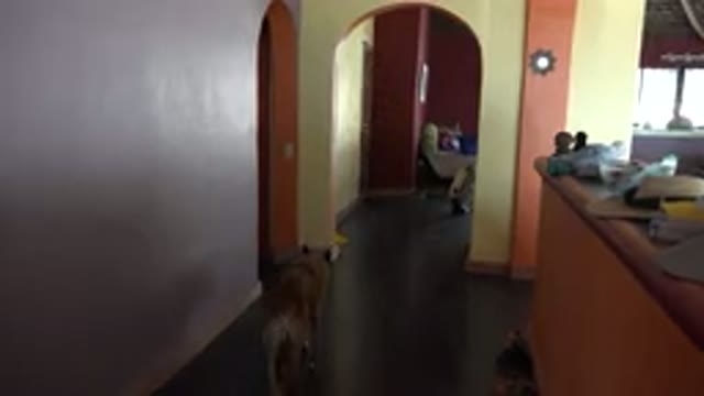 GRAND JUNCTION COLORADO-2017: A Dog Walking In A House With Nobody Else In It