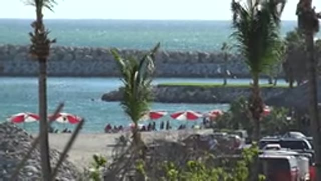 GRAND JUNCTION COLORADO-2017: Wind Blows Through Palm Trees On Beach In Front Of