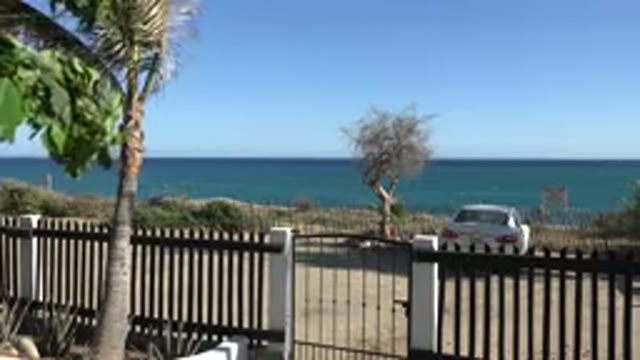GRAND JUNCTION COLORADO-2017: A Palm Tree Blowing In The Wind With Water In The Background