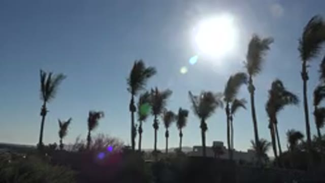 GRAND JUNCTION COLORADO-2017: A Beautiful Day With Palm Trees Blowing in the Wind
