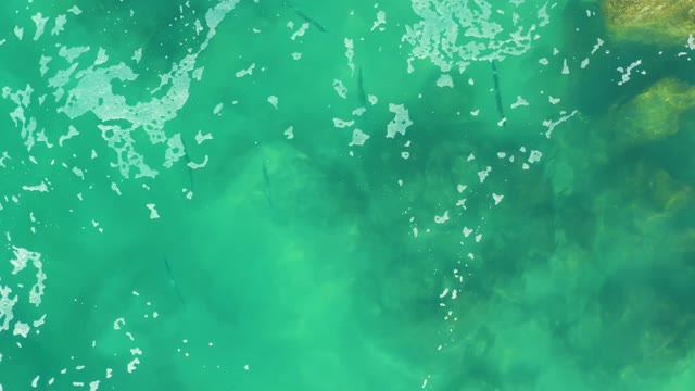 LAGUNA BEACH LOS CABOS BCS MEXICO-2021: Fish Swimming in Clear Shallow Turquoise Water