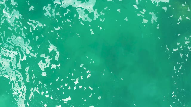 LAGUNA BEACH LOS CABOS BCS MEXICO-2021: Marine Animal Swimming in Turquoise Ocean From Above