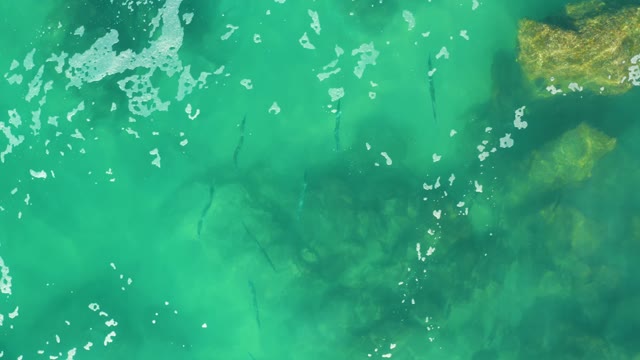 LAGUNA BEACH LOS CABOS BCS MEXICO-2021: Small Fish Swimming in Shallow Turquoise Water