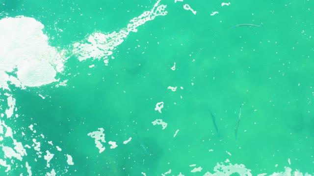 LAGUNA BEACH LOS CABOS BCS MEXICO-2021: Small Fish Swimming in Foamy Turquoise Ocean Water