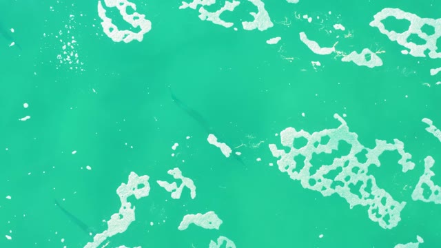 LAGUNA BEACH LOS CABOS BCS MEXICO-2021: Fish Swimming in Turquoise Water with Sea Foam
