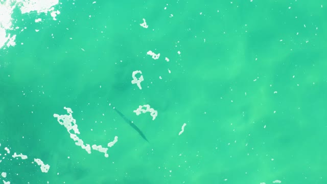 LAGUNA BEACH LOS CABOS BCS MEXICO-2021: Fish Swimming in Turquoise Ocean Water with Foam